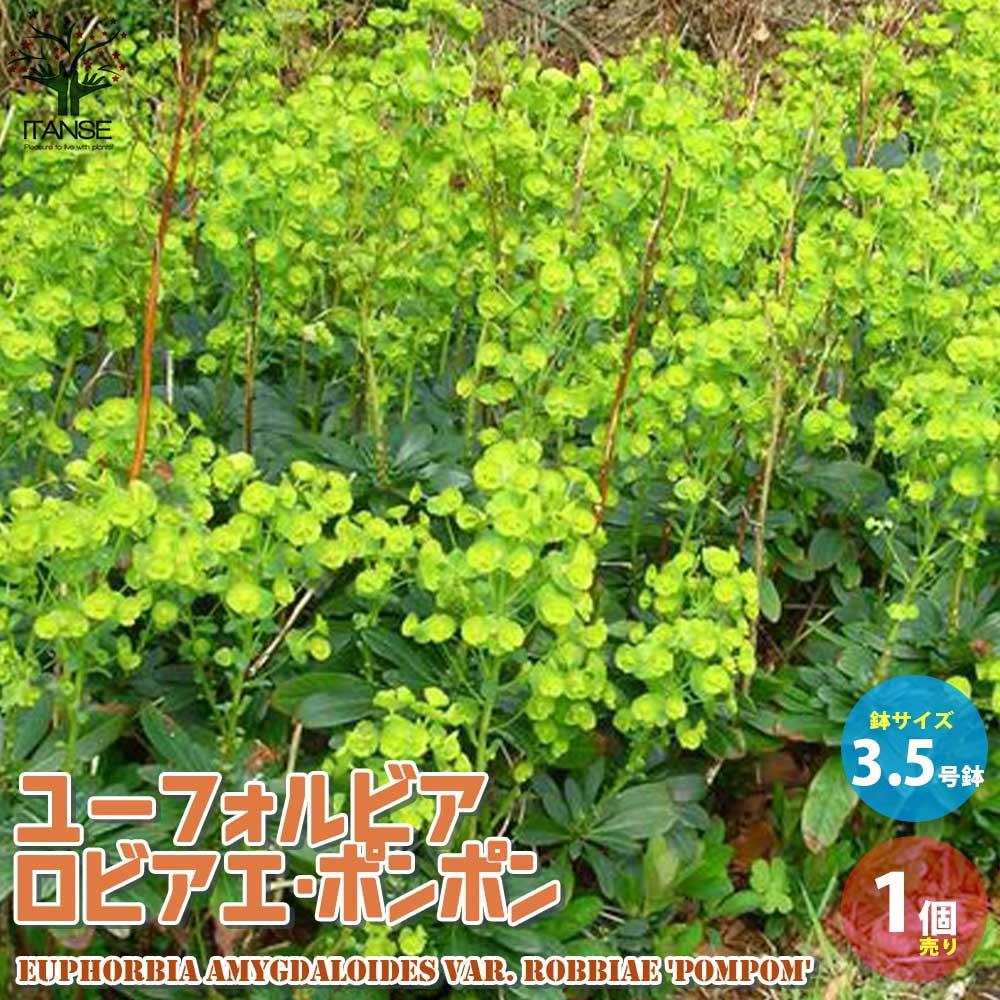 ユーフォルビア ロビアエ・ポンポン【花苗 3.5号黒ポット苗 多年草／1個売り】