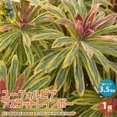 ユーフォルビア アスコットレインボー【花苗 3.5号黒ポット苗 多年草／1個売り】|花苗