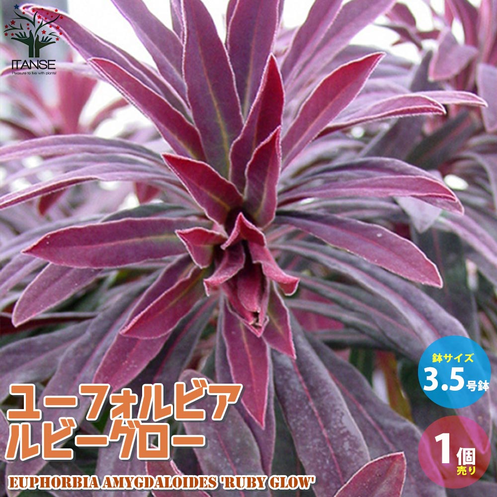 Itanse良品セレクト通販 Itanse良品セレクト通販