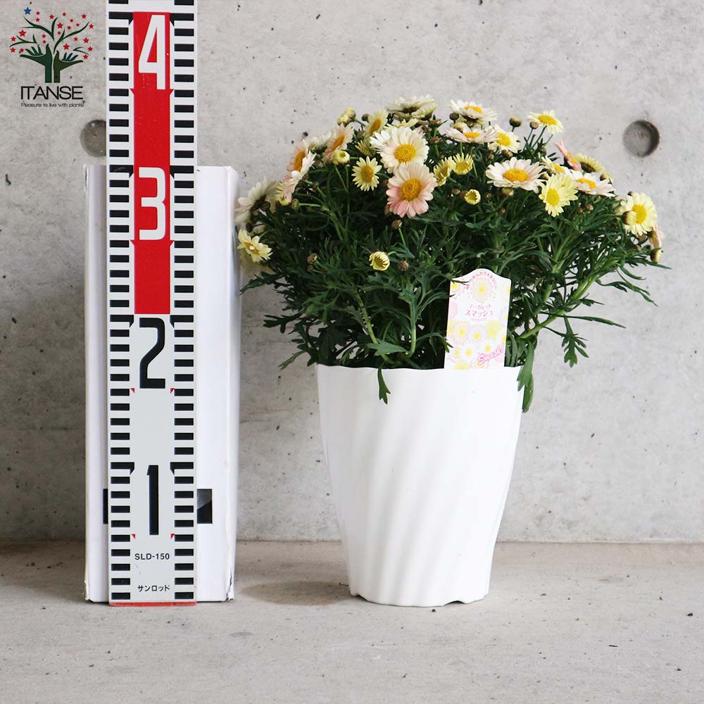 花色が変化するマーガレット・スマッシュ ピンク＆レモン【花苗 5号鉢