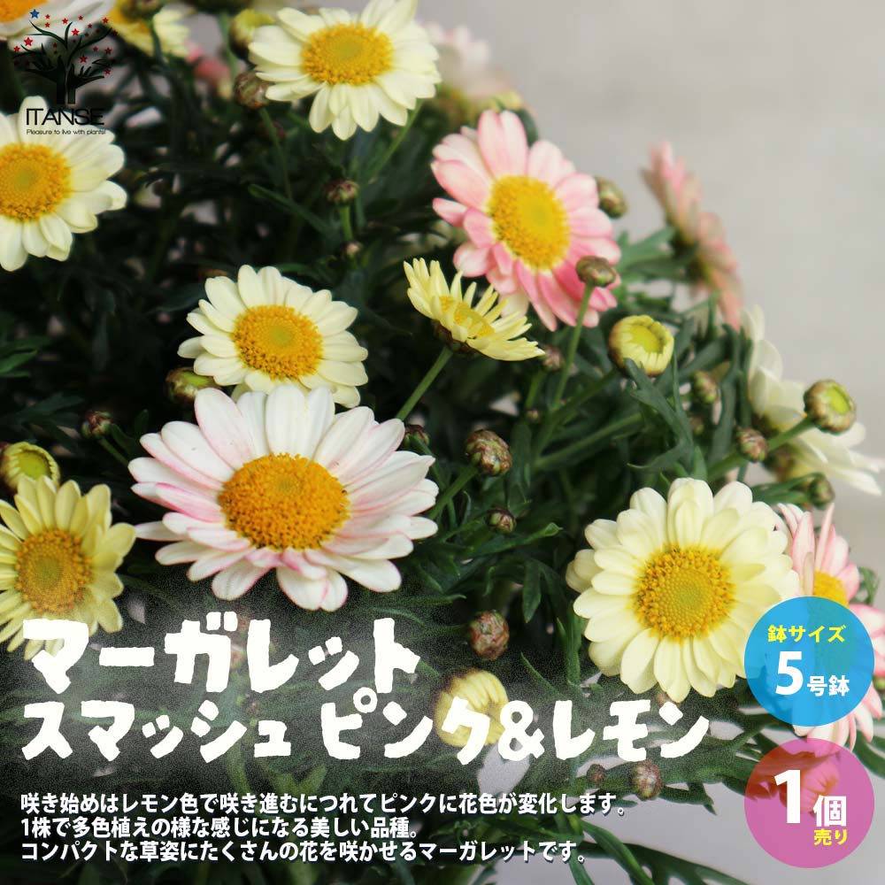 花色が変化するマーガレット・スマッシュ ピンク＆レモン【花苗 5号鉢／1個売り】