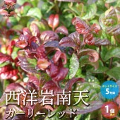 西洋イワナンテン ・カーリーレッド(ルコテー・カーリーレッド)【庭木 5号鉢／1個売り】|植木・花木