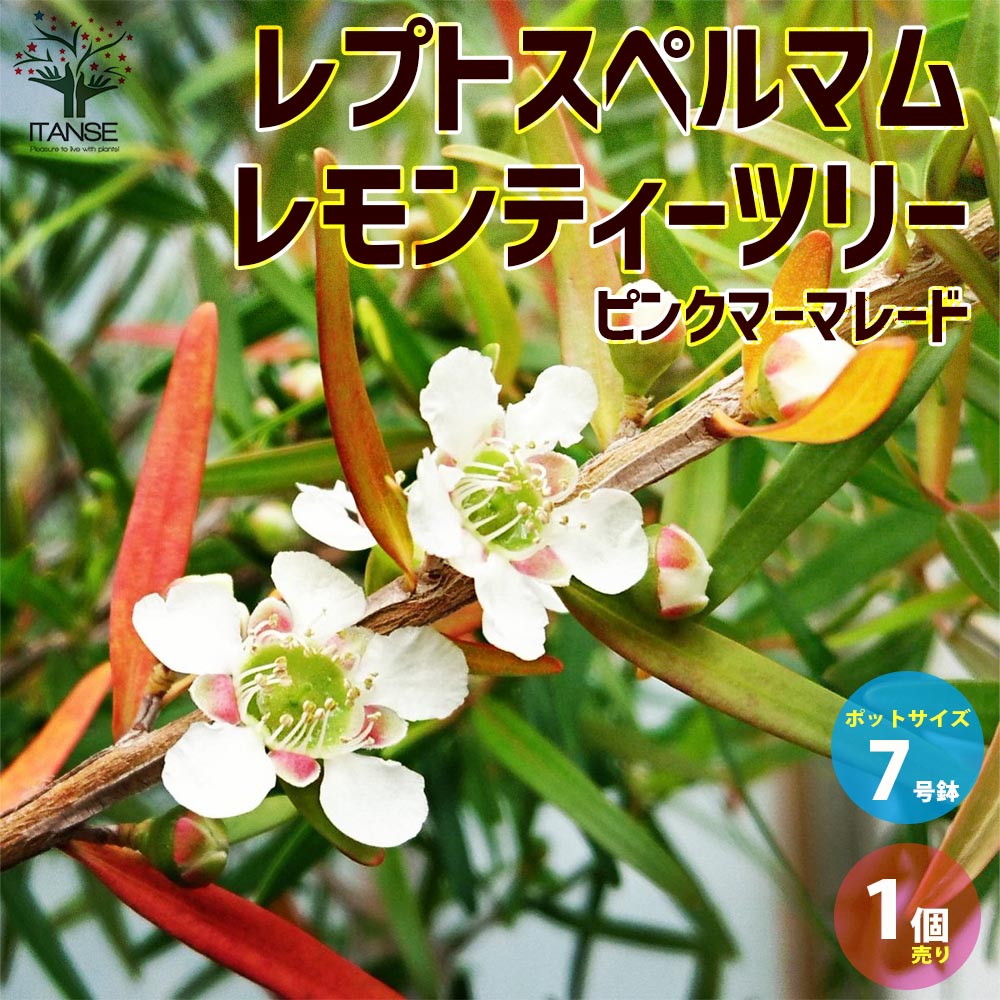 Itanse良品セレクト通販 Itanse良品セレクト通販