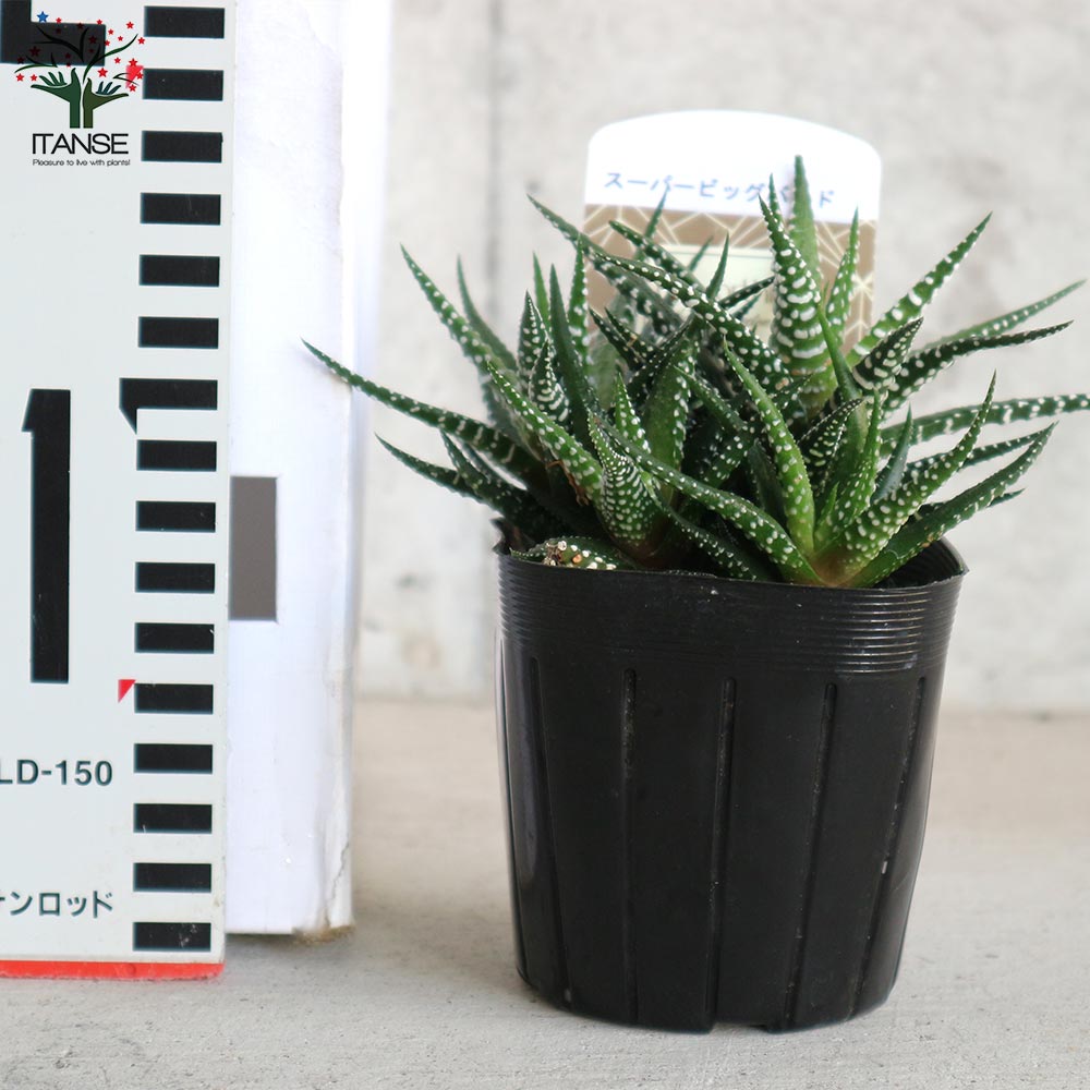 ハオルチア・スーパービッグバンド【多肉植物 3号ポット／1個売り