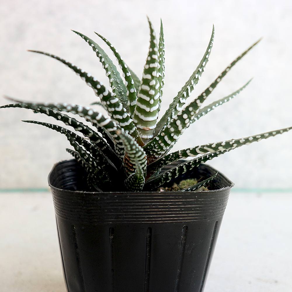 ハオルチア・スーパービッグバンド【多肉植物 3号ポット／1個売り