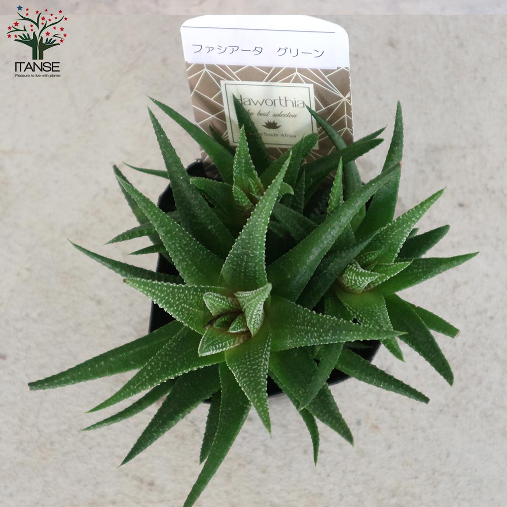 多肉植物　ハオルチア　ブリンジーNO.1大型特良 ブリンジーNo.1大型特良 ハオルチア 多肉植物251124