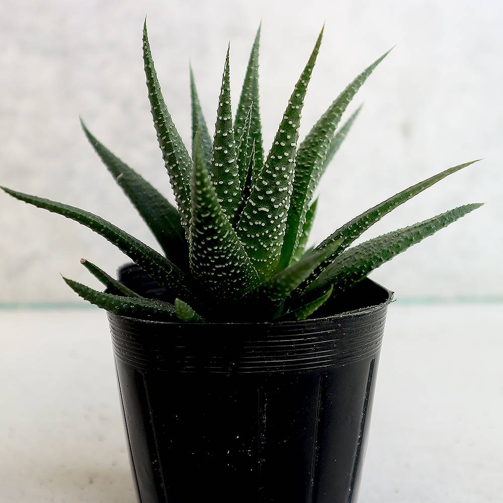 ハオルチア・ファシアータグリーン【多肉植物 3号ポット／1個売り