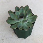 エケベリア・ペルシダ【多肉植物 2.5号鉢／1個売り】|多肉植物
