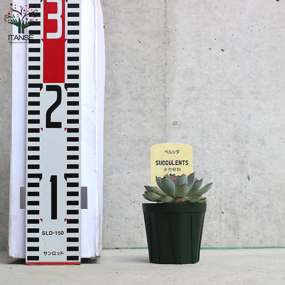 エケベリア・ペルシダ【多肉植物 2.5号鉢／1個売り】｜ 【植物の