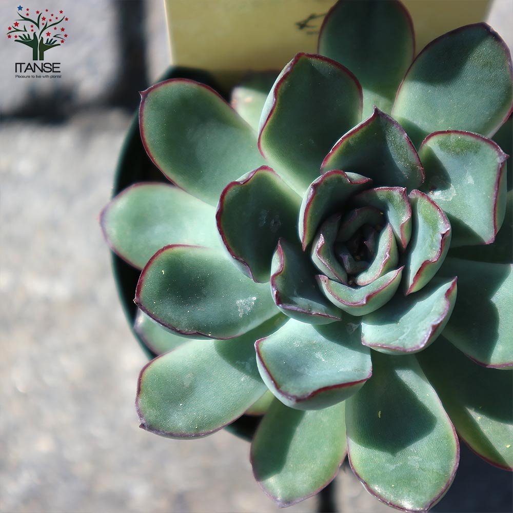 ペルシア　多肉植物 ◇ペルシア◇綺麗なグラデーションに紅葉「多肉植物」のアルバム