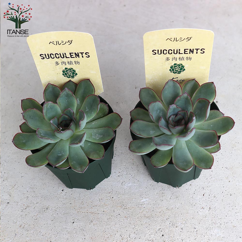 りーブ２１パルシダ エケベリア・ペルシダ【多肉植物 2.5号鉢／1個売り】｜ 【植物の