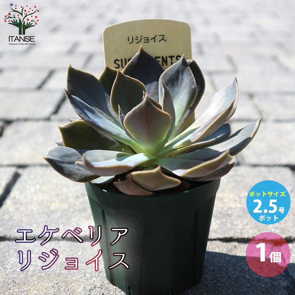エケベリア・リジョイス【多肉植物 2.5号鉢／1個売り】