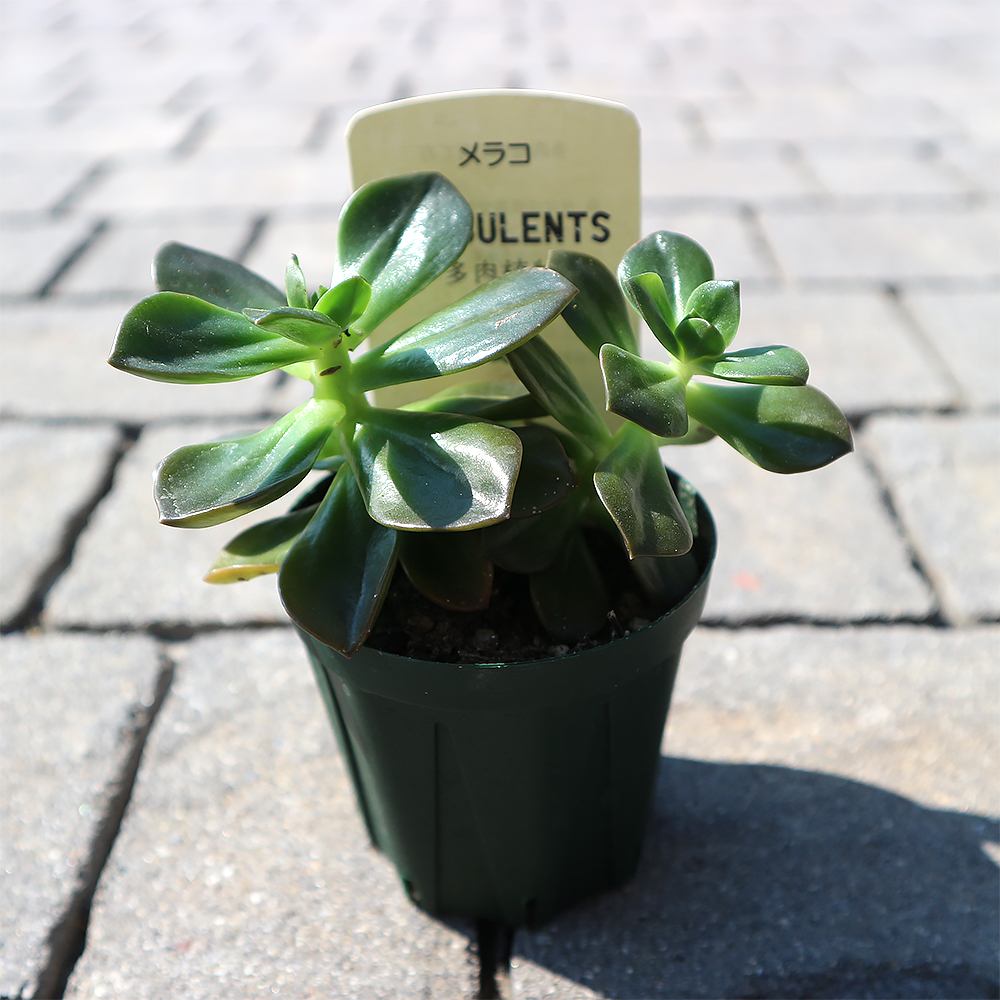 エケベリア・メラコ【多肉植物 2.5号鉢／1個売り】