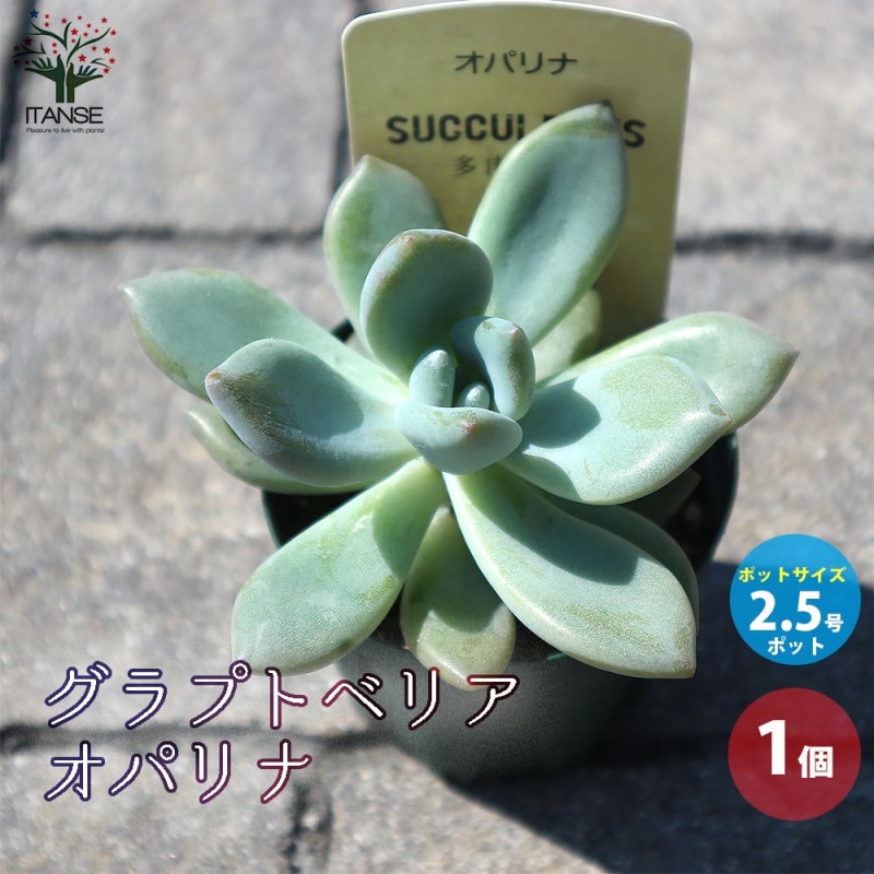 大型サイズ約16株！ビカクシダ ビフルカツム 苔玉② 大型サイズ約16株！ビカクシダ ビフルカツム 苔玉② 大型サイズ