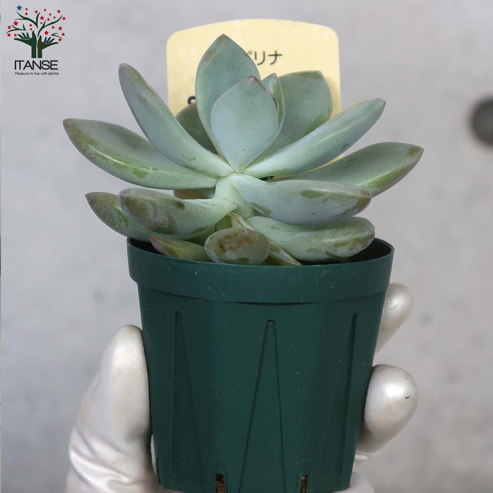 グラプトベリア・オパリナ【多肉植物 2.5号鉢／1個売り】｜ 【植物の