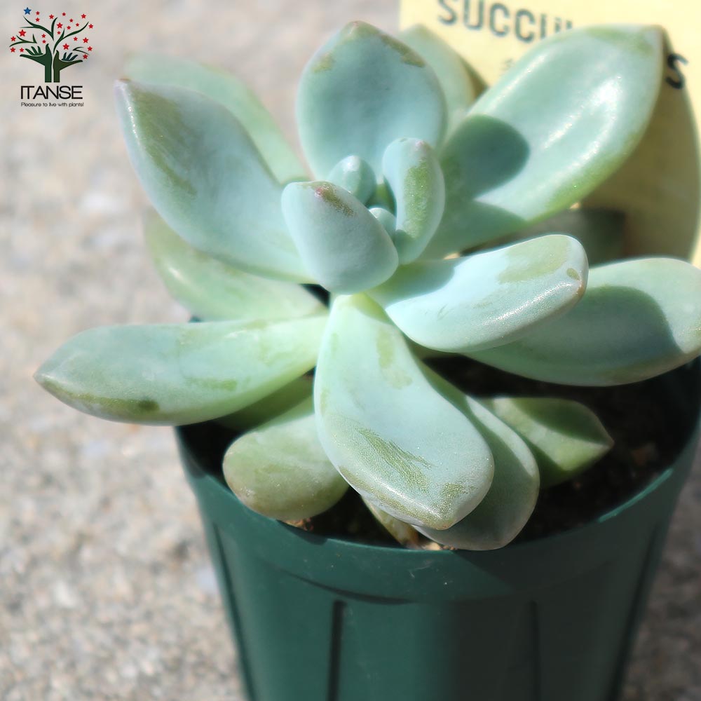 グラプトベリア・オパリナ【多肉植物 2.5号鉢／1個売り】｜ 【植物の
