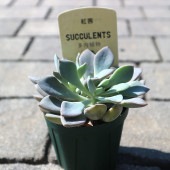 エケベリア・紅茜【多肉植物 2.5号鉢／1個売り】|多肉植物