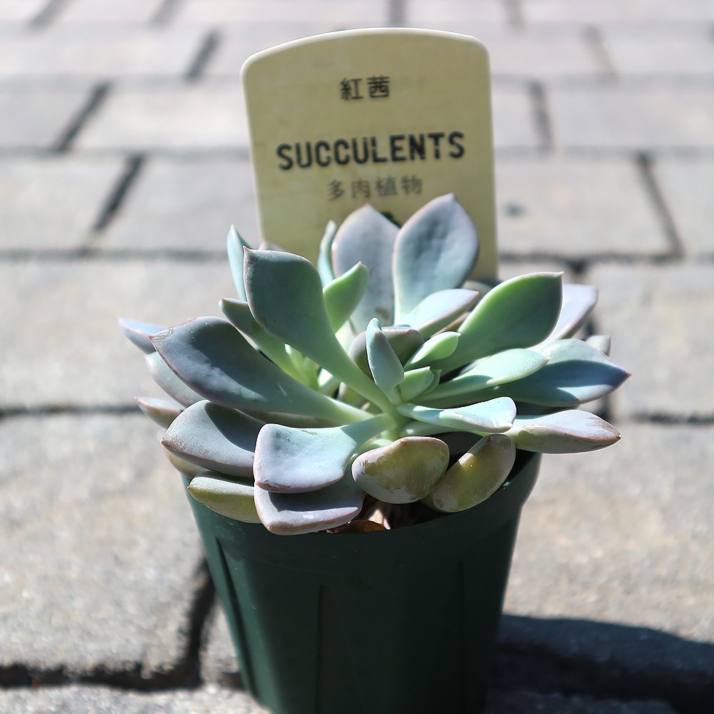 エケベリア・紅茜【多肉植物 2.5号鉢／1個売り】