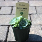 エケベリア・エレガンス【多肉植物 2.5号鉢／1個売り】|多肉植物