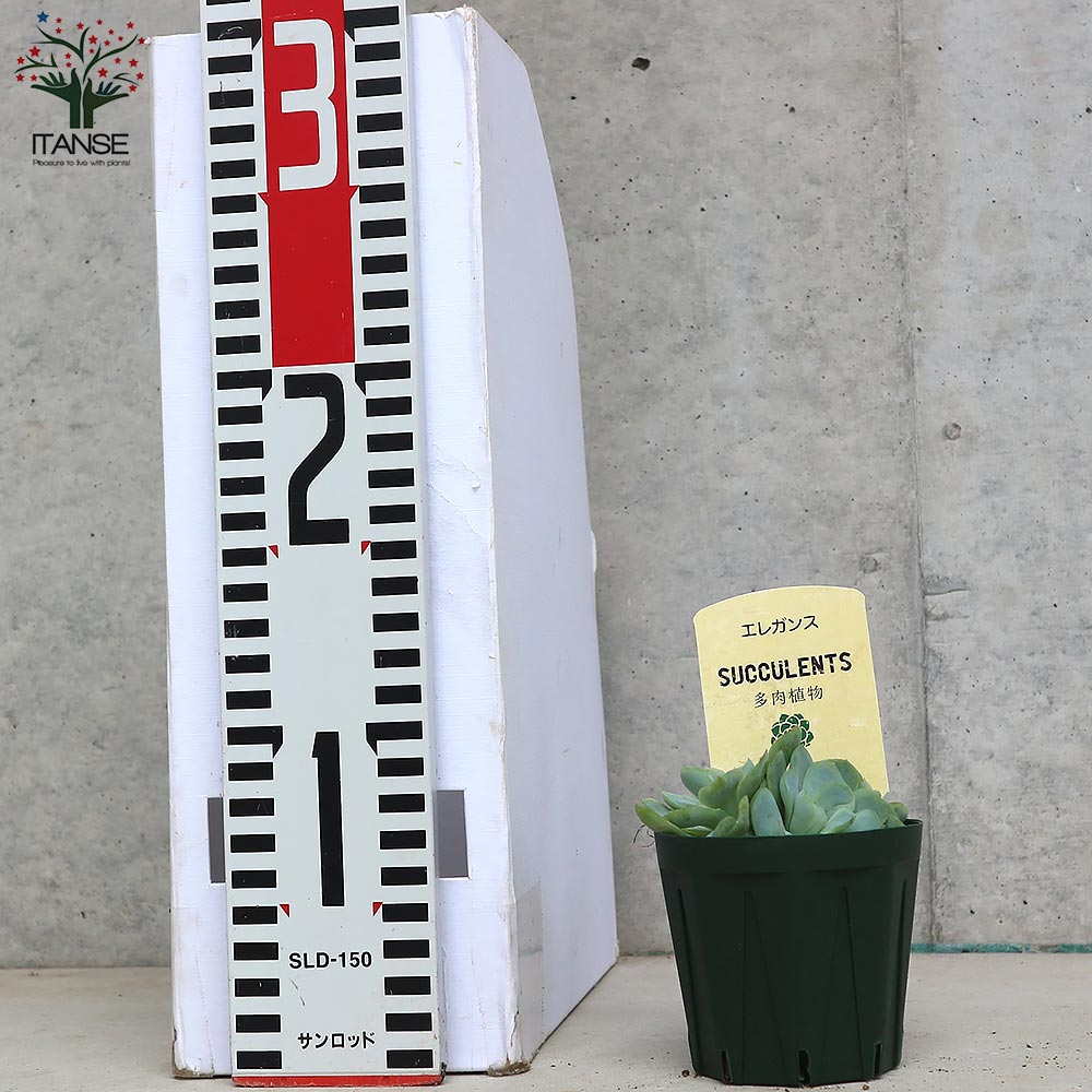 エケベリア・エレガンス【多肉植物 2.5号鉢／1個売り】｜ 【植物の