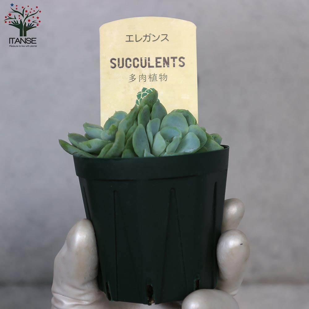 エケベリア・エレガンス【多肉植物 2.5号鉢／1個売り】｜ 【植物の