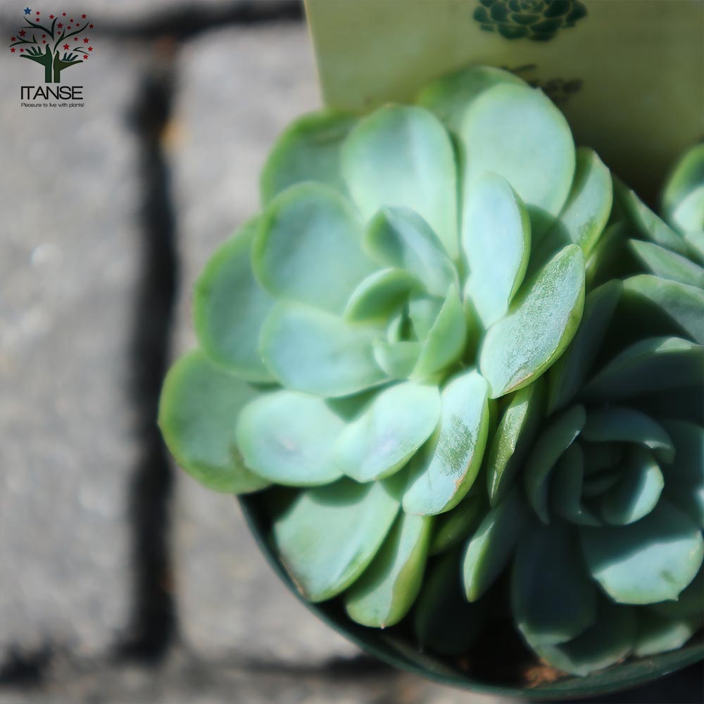 エケベリア・エレガンス【多肉植物 2.5号鉢／1個売り】｜ 【植物の