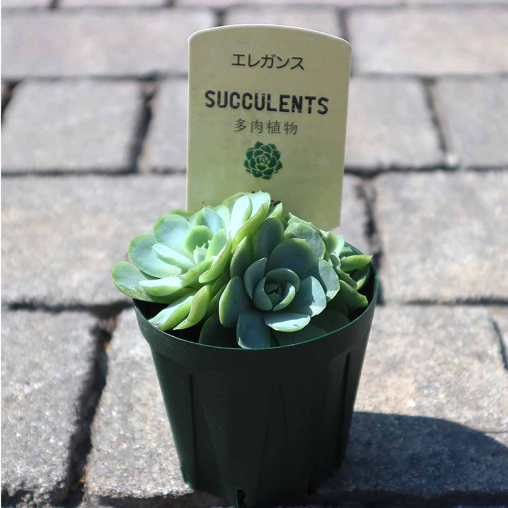 エケベリア・エレガンス【多肉植物 2.5号鉢／1個売り】｜ 【植物の