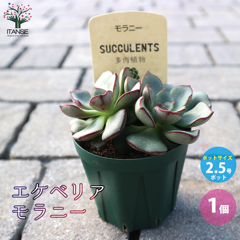 Itanse良品ｾﾚｸﾄ通販