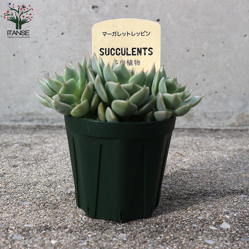 グラプトベリア・マーガレットレッピン【多肉植物 2.5号鉢／1個売り