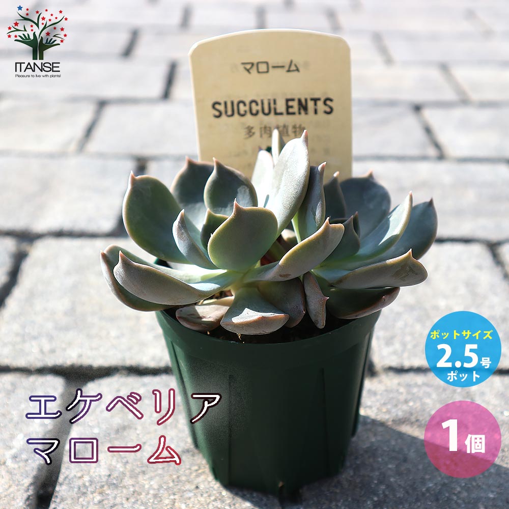エケベリア・マローム【多肉植物 2.5号鉢／1個売り】