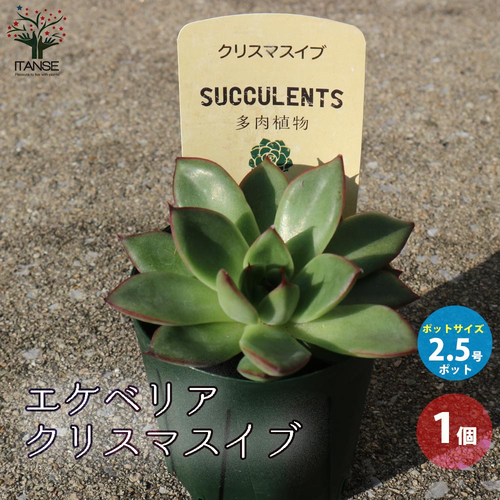 エケベリア・クリスマスイブ【多肉植物 2.5号鉢／1個売り】