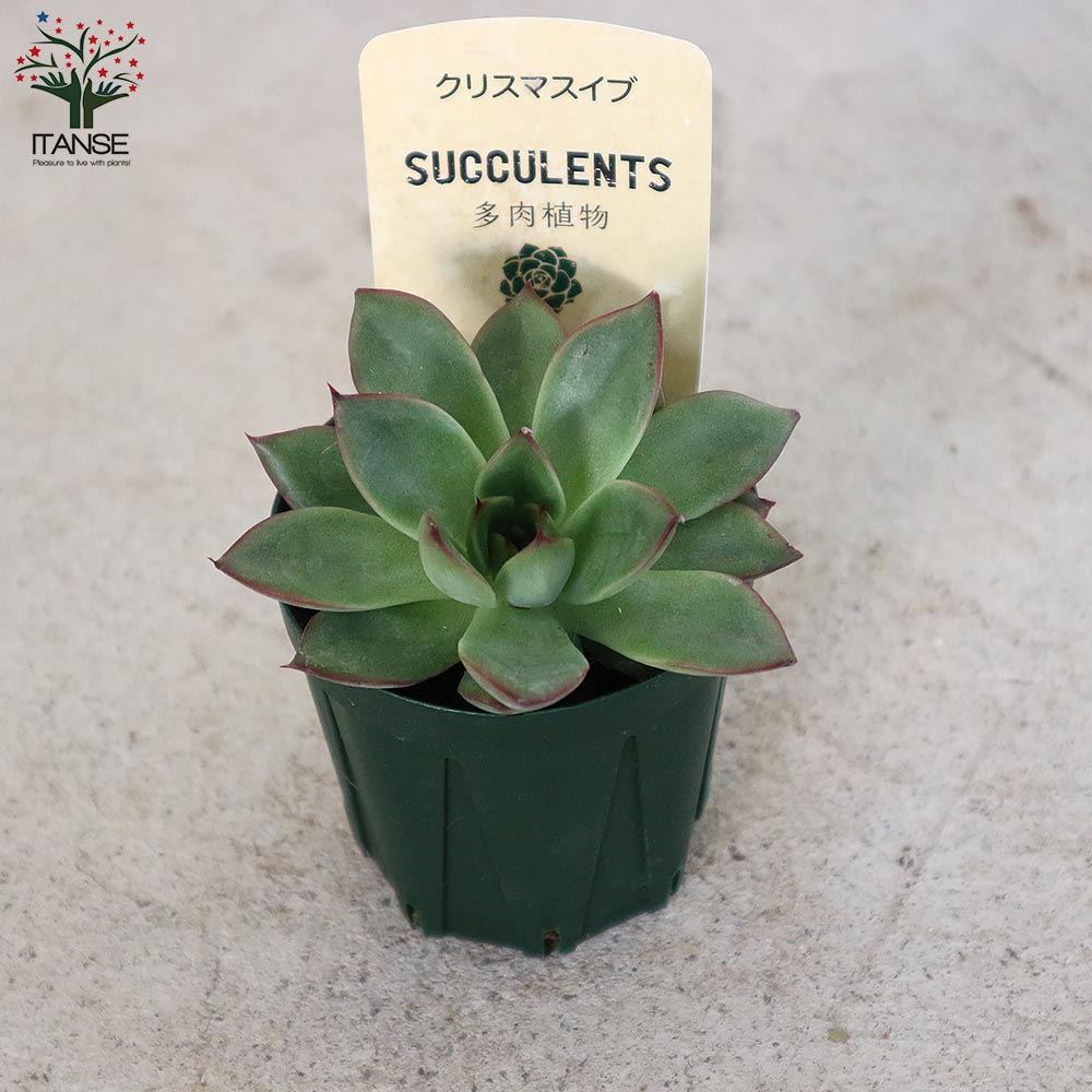 エケベリア・クリスマスイブ【多肉植物 2.5号鉢／1個売り】｜ 【植物の