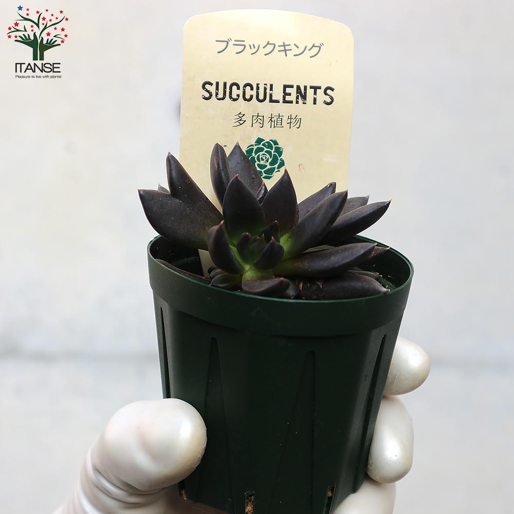 エケベリア・ブラックキング【多肉植物 2.5号鉢／1個売り】｜ 【植物の