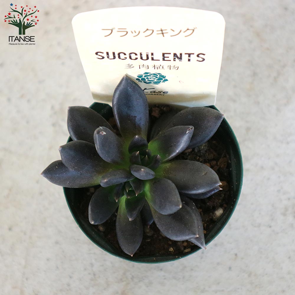 エケベリア・ブラックキング【多肉植物 2.5号鉢／1個売り】｜ 【植物の