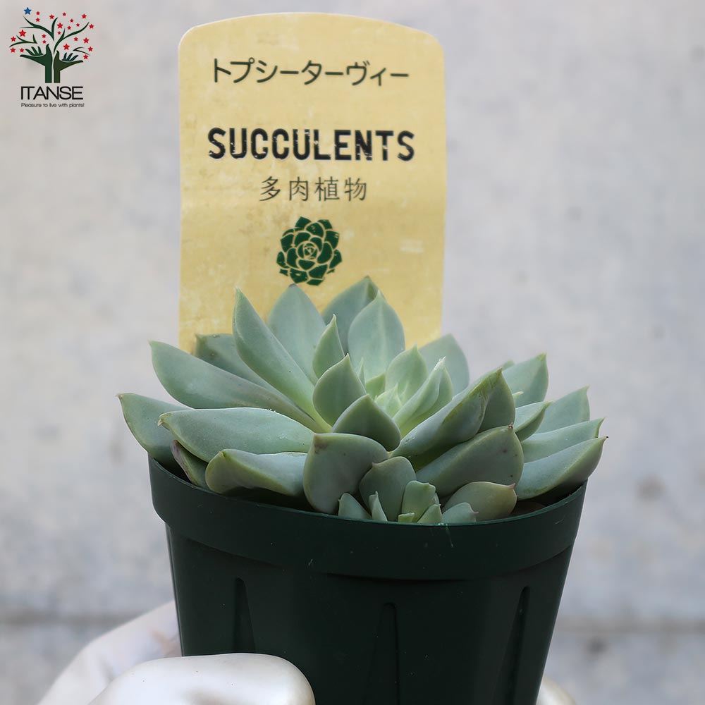 エケベリア・トプシーターヴィー【多肉植物 2.5号鉢／1個売り