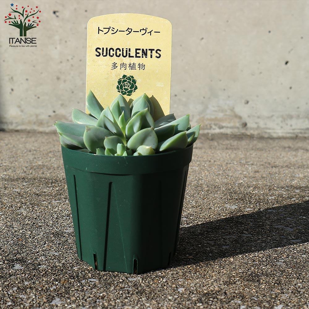 エケベリア・トプシーターヴィー【多肉植物 2.5号鉢／1個売り