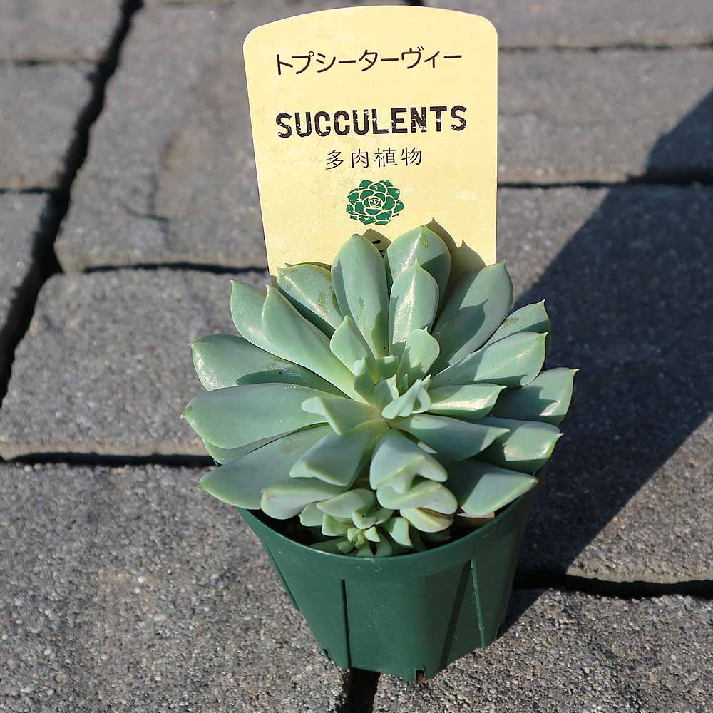 エケベリア・トプシーターヴィー【多肉植物 2.5号鉢／1個売り