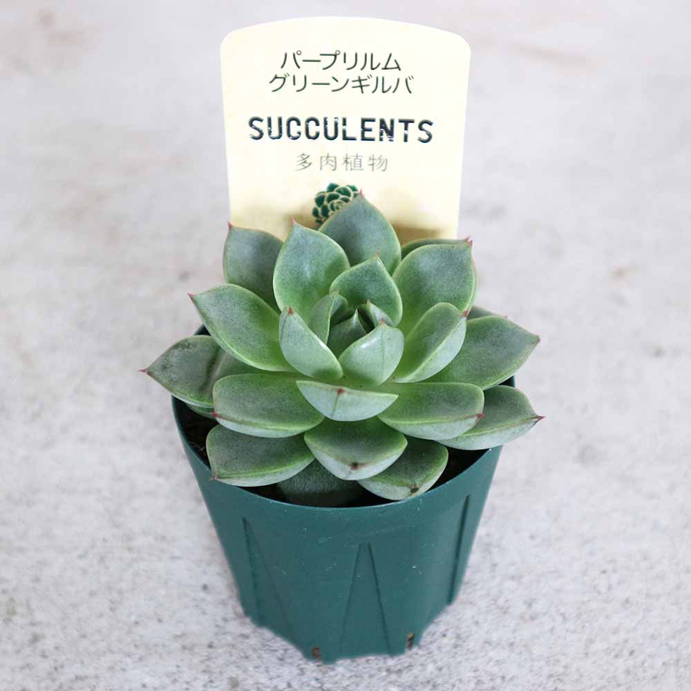 パープリルム・グリーンギルバ 【多肉植物 2.5号鉢／1個売り】
