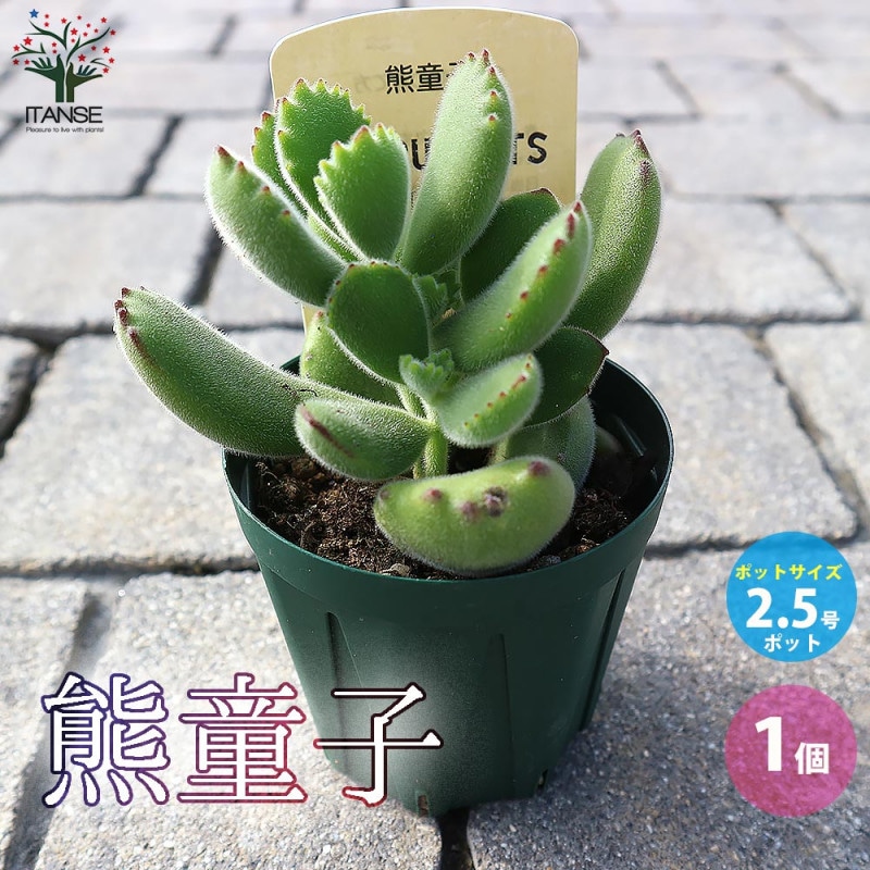 セダム レティジア 【多肉植物 2.5号／1個～】｜ 【植物のITANSE
