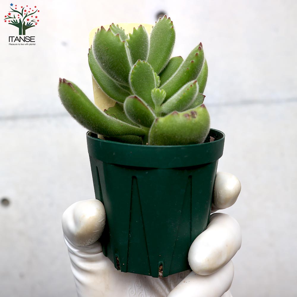 熊童子(クマドウジ) 【多肉植物 2.5号鉢／1個売り】｜ 【植物の