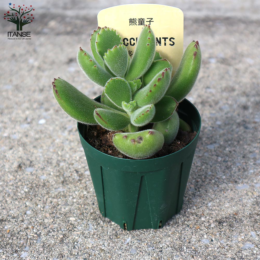 熊童子(クマドウジ) 【多肉植物 2.5号鉢／1個売り】｜ 【植物の