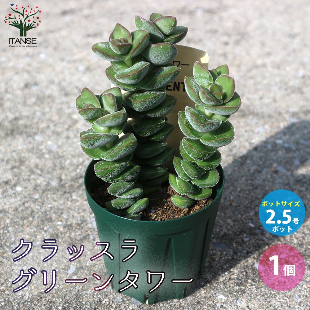 クラッスラ グリーンタワー【多肉植物 2.5号鉢／1個売り】