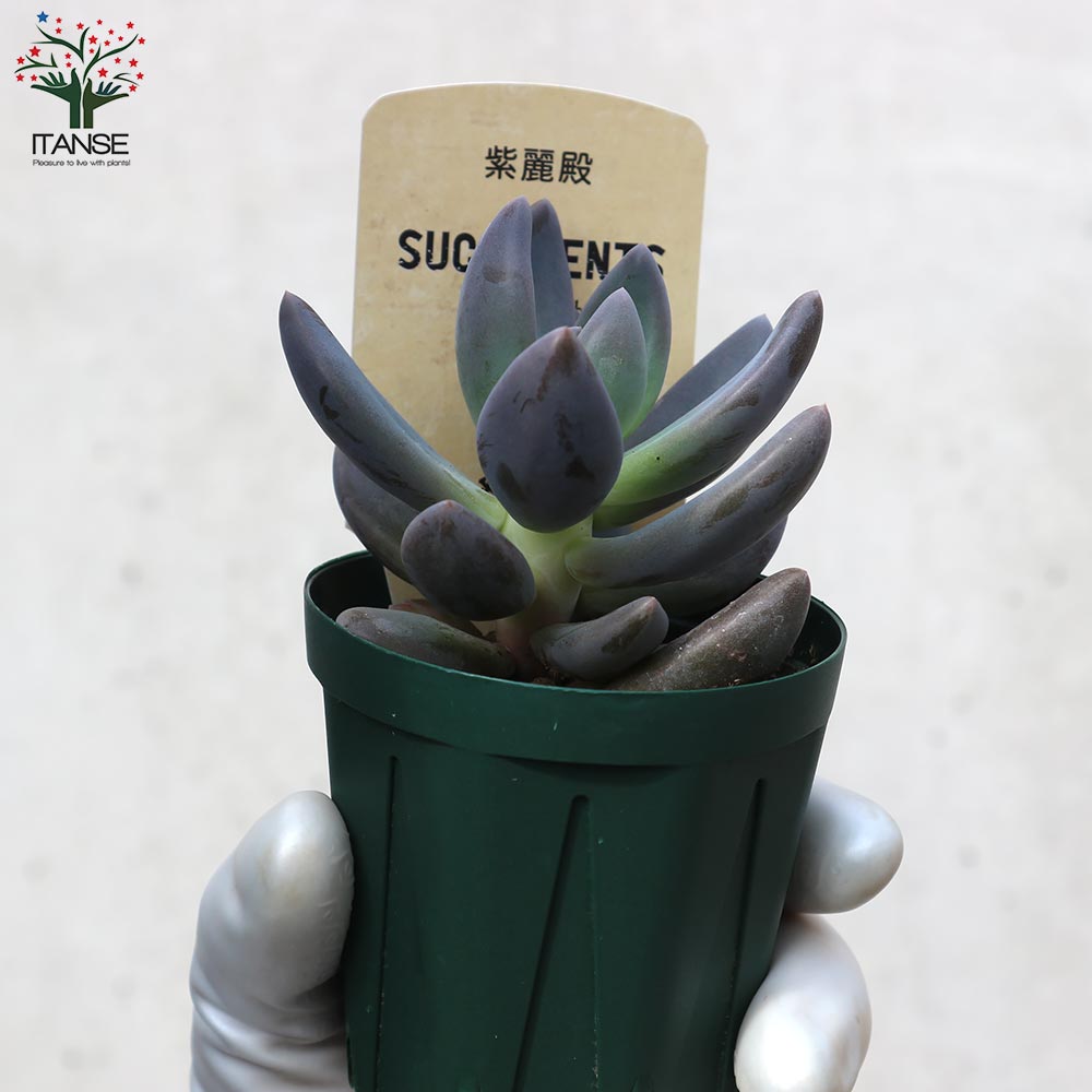 紫麗殿(しれいでん) 【多肉植物 2.5号鉢／1個売り】｜ 【植物の