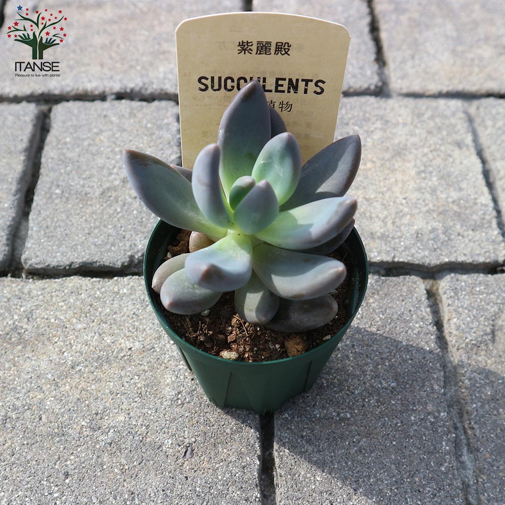 紫麗殿(しれいでん) 【多肉植物 2.5号鉢／1個売り】｜ 【植物の