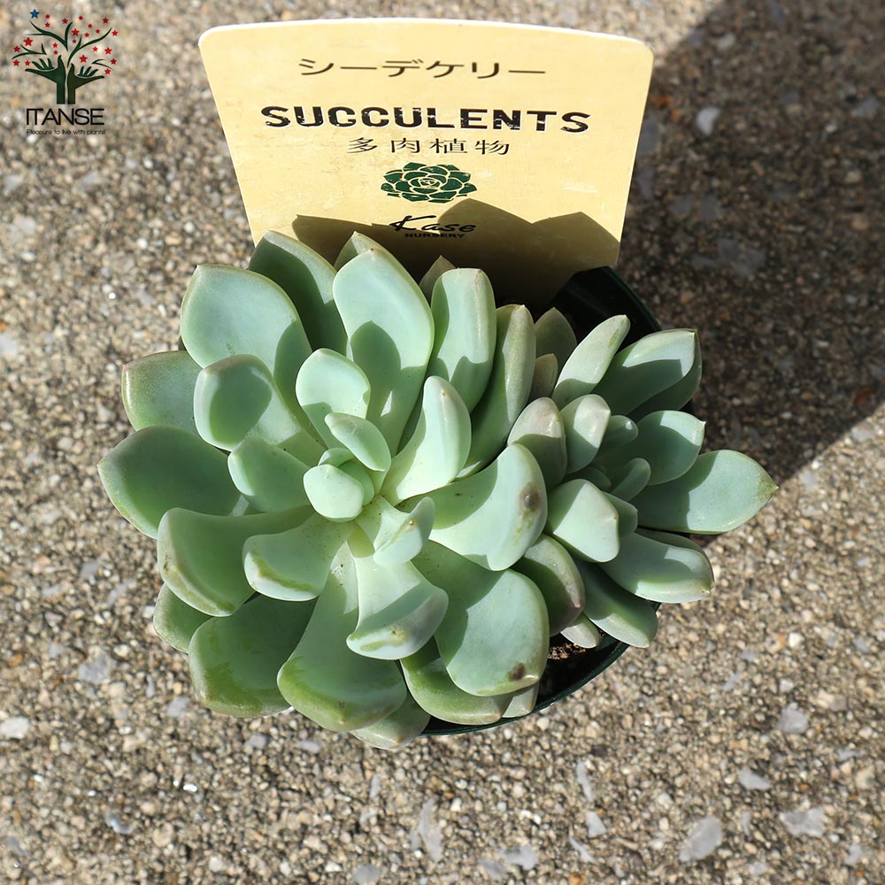 シーデケリー 【多肉植物 2.5号鉢／1個売り】｜ 【植物のITANSE