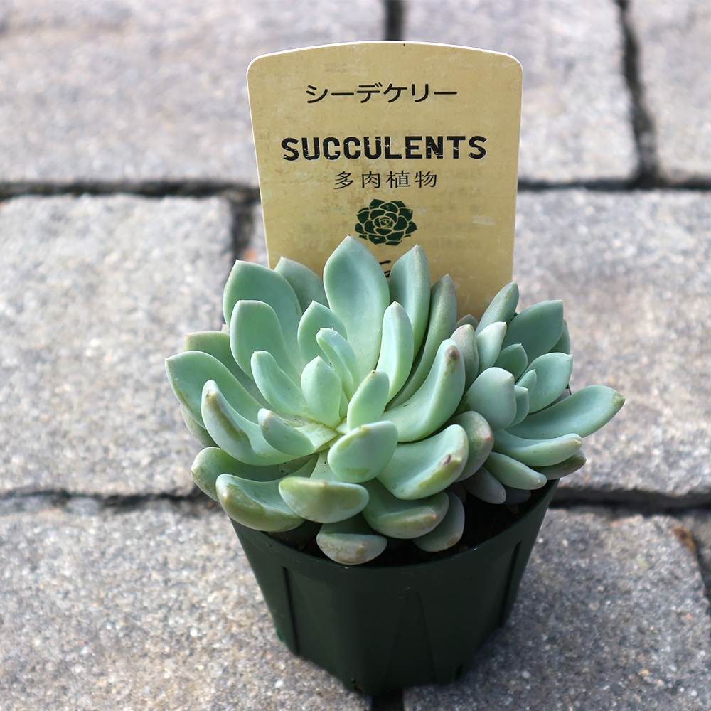 ののい　多肉植物 Amazon｜多肉植物No.447 キングマイダス 12センチポット｜観葉