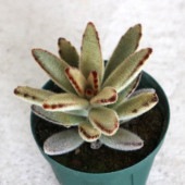黄金兎耳 【多肉植物 2.5号鉢／1個売り】|多肉植物