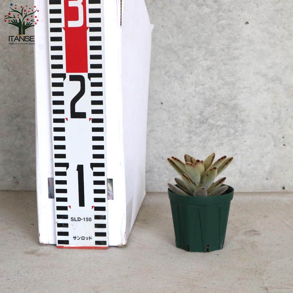 新品「多肉植物の欲しがる植木鉢」2.5号相当 特価24個セット 送料無料！ 多肉植物の欲しがる植木鉢 SMS-（2.5号相当） 24個セット