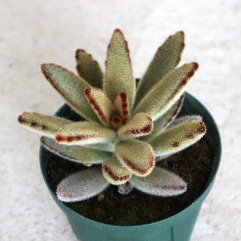 黄金兎耳 【多肉植物 2.5号鉢／1個売り】