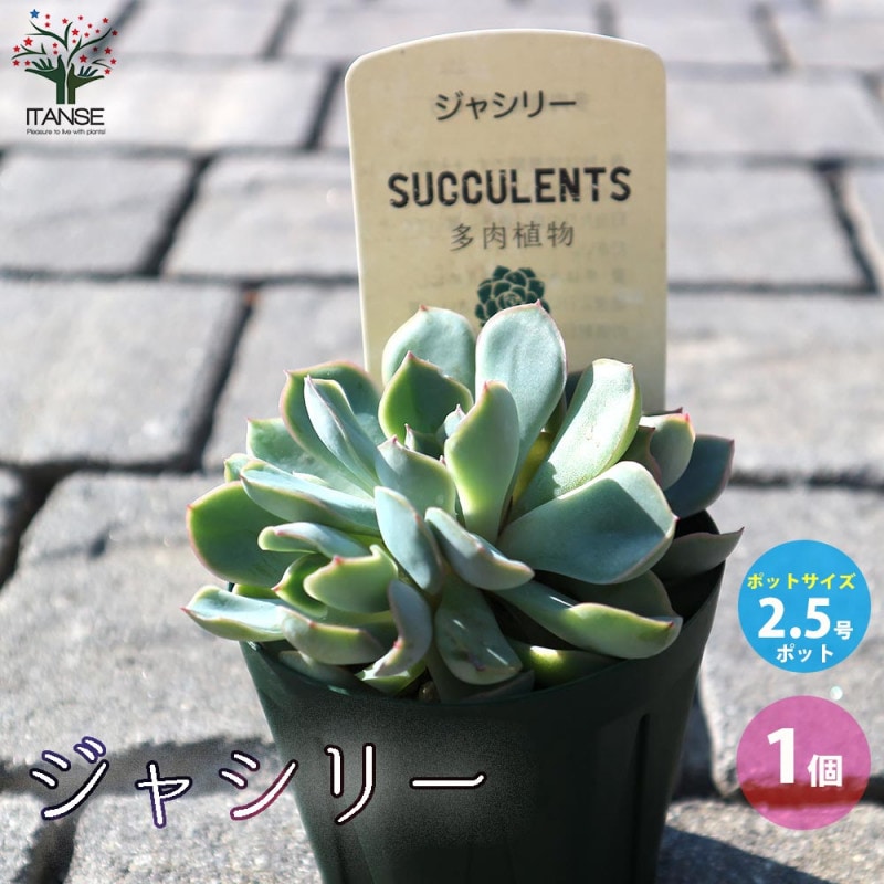 ラズベリーの苗木 イエローラズベリー【果樹の苗木 4～5号／1個